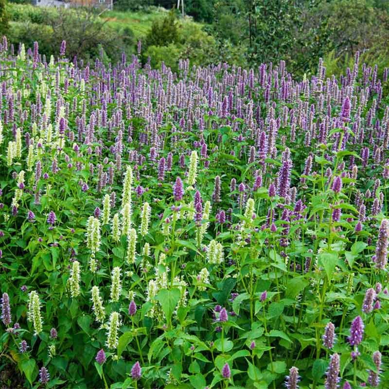 Agastache Foeniculum