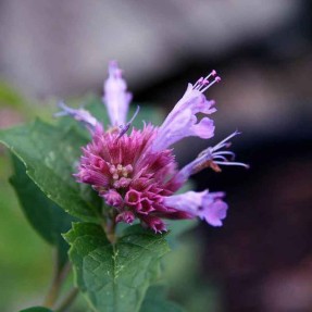 Agastache Globetrotter