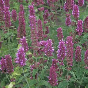 Agastache Globetrotter