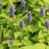 Agastache Rugosa