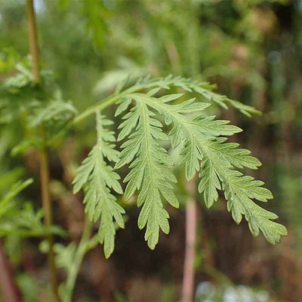 Artemisia Armoise Annuelle