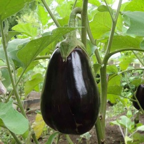 Aubergine lmperial Black...