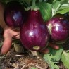 Aubergine lmperial Black Beauty