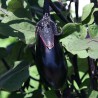 Aubergine Japonaise de la Levée