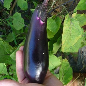 Aubergine Japonaise de la...