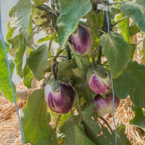 Aubergine Rotonda Bianca Sfumata Di Rosa