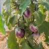 Aubergine Rotonda Bianca Sfumata Di Rosa