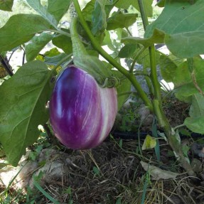 Aubergine Rotonda Bianca Sfumata Di Rosa