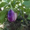 Aubergine Rotonda Bianca Sfumata Di Rosa