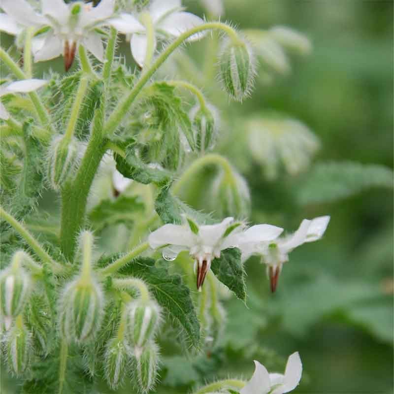 Bourrache à fleurs blanches