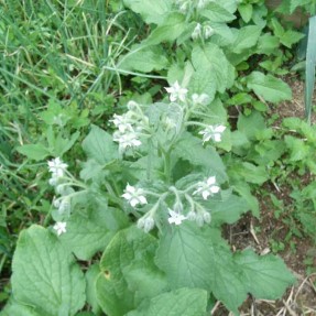 Bourrache à fleurs blanches