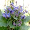 Bourrache à fleurs bleues