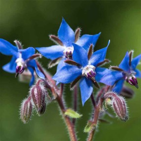 Bourrache à fleurs bleues