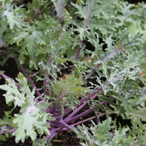 Chou frisé / Kale Sibérien...