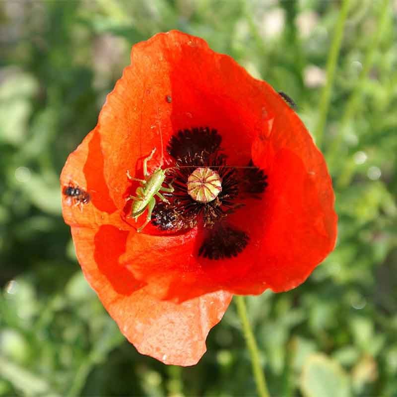 Coquelicot