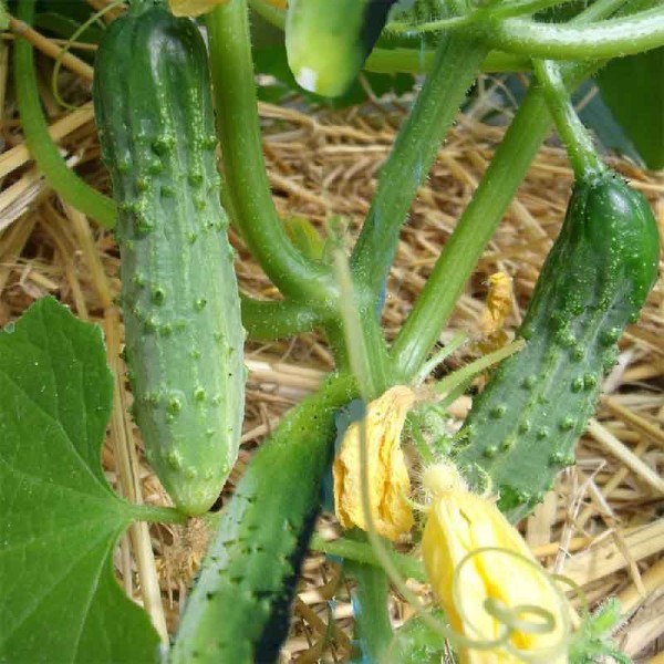 Cornichon fin de Meaux