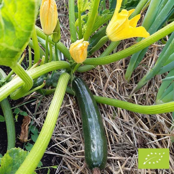 Courgette Black Beauty