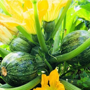 Courgette de Nice à fruit rond