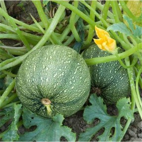 Courgette de Nice à fruit rond