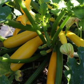 Courgette Gold Rush