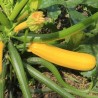 Courgette Gold Rush