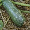 Courgette Grise d'Alger