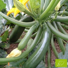 Courgette Zuboda