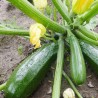 Courgette Zuboda