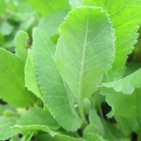 Menthe coq (Chartreuse)