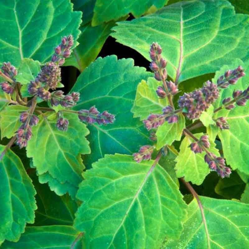 Patchouli (Pogostemon)