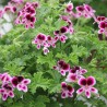 Pelargonium citron