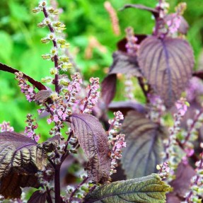 Périlla Rouge du Japon / Aka Shiso