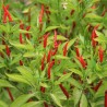 Piment type Cayenne