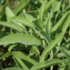 Sauge Officinale