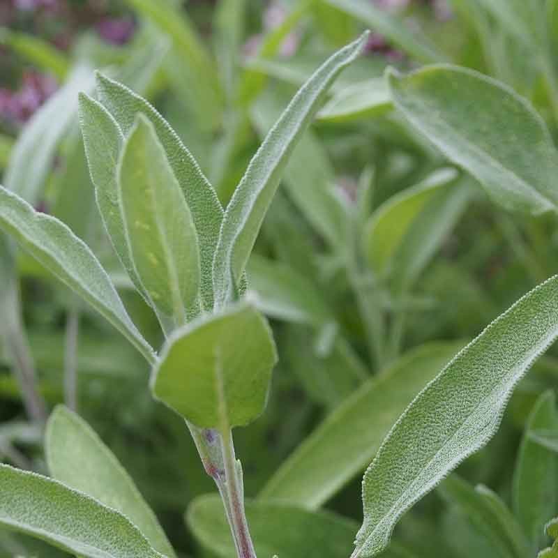 Sauge Officinale