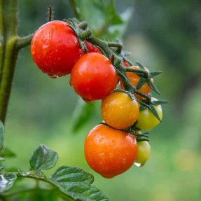 Tomate Casaque Rouge