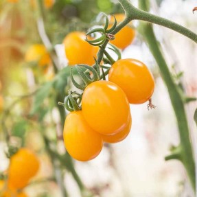 Tomate Cerise Jaune Ronde