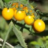 Tomate Cerise Jaune Ronde