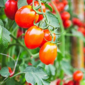 Tomate Cerise Rose...