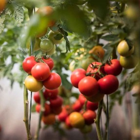 Tomate Cerise Rose Whippersnapper