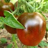 Tomate de Berao Black