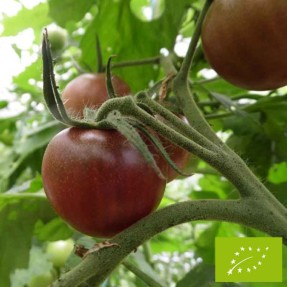 Tomate de Berao Black