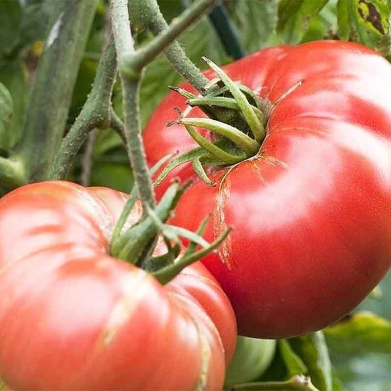 Tomate Géante d'Orenbourg