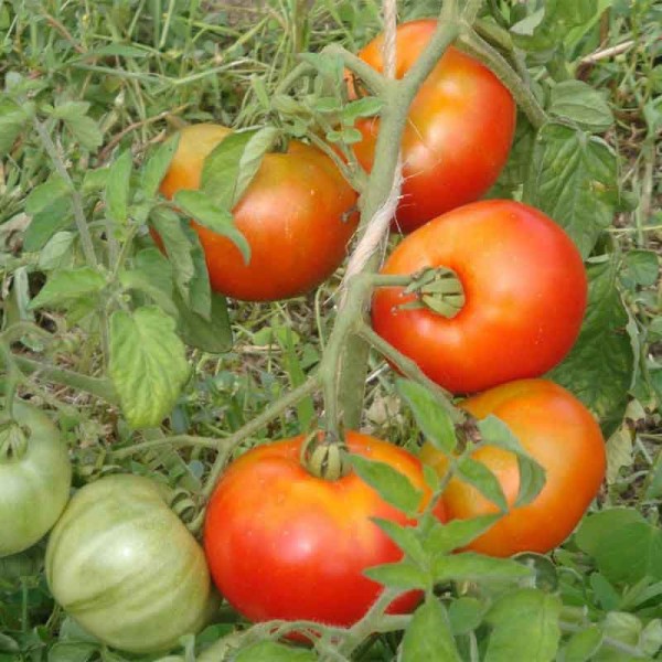 Tomate Languedocienne