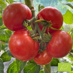 Tomate Merveille des Marchés