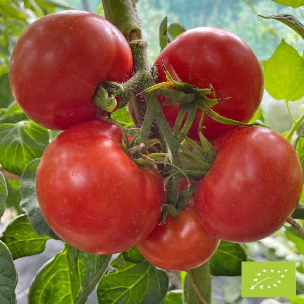 Tomate Merveille des Marchés