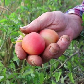 Tomate Rose Mi-Saison Pêche...