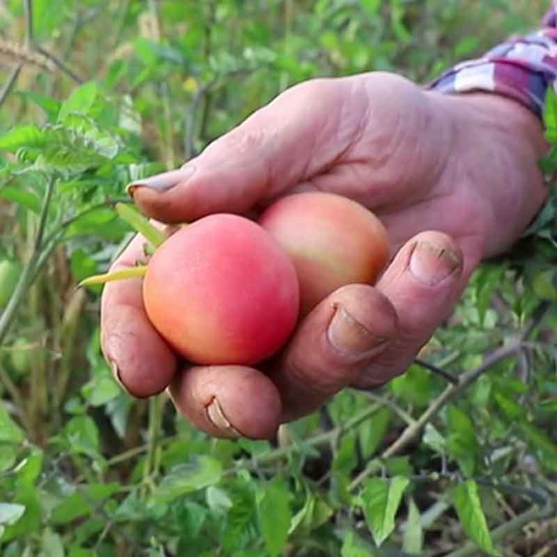 Tomate Rose Mi-Saison Pêche Rose / Fuzzy