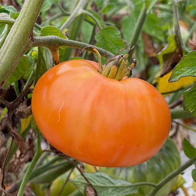 Tomate Summer Cider