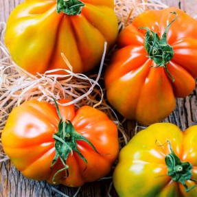 Tomate Super Marmande